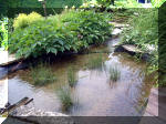 Le jardin aquatique de rve du Condroz - Printemps 2003 8  10 