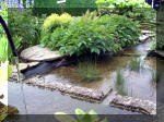 Le jardin aquatique de rve du Condroz - Printemps 2003 8  16 