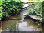 Le jardin aquatique de rve du Condroz - Printemps 2003 8  3 