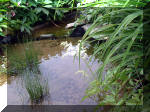 Le jardin aquatique de rve du Condroz - Printemps 2003 8  13 