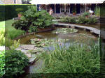 Le jardin aquatique de rve du Condroz - Printemps 2003 8  7 