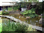 Le jardin aquatique de rve du Condroz - Printemps 2003 8  17 
