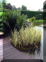 Le jardin aquatique de rve du Condroz - Printemps 2003 8  14 