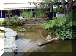 Le jardin aquatique de rve du Condroz - Printemps 2003 8  22 