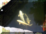 Le jardin aquatique de rve du Condroz - Printemps 2003 8  29 