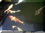 Le jardin aquatique de rve du Condroz - Printemps 2003 8  28 