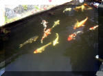 Le jardin aquatique de rve du Condroz - Printemps 2003 8  30 