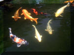 Le jardin aquatique de rve du Condroz - Printemps 2003 8  25 