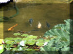 Le jardin aquatique de rve du Condroz - Printemps 2003 8  26 