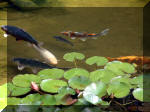 Le jardin aquatique de rve du Condroz - Printemps 2003 8  34 
