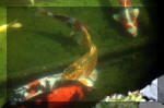 Le jardin aquatique de rve du Condroz - Printemps 2004 9  39 