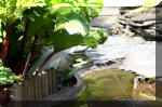Le jardin aquatique de rve du Condroz - Printemps 2004 10  5 