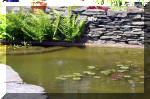 Le jardin aquatique de rve du Condroz - Printemps 2004 10  2 