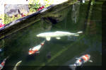 Le jardin aquatique de rve du Condroz - Printemps 2004 10  18 
