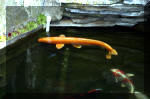 Le jardin aquatique de rve du Condroz - Printemps 2004 10  33 
