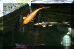 Le jardin aquatique de rve du Condroz - Printemps 2004 10  34 