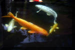 Le jardin aquatique de rve du Condroz - Printemps 2004 10  37 