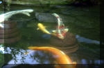 Le jardin aquatique de rve du Condroz - Printemps 2004 10  38 
