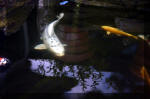 Le jardin aquatique de rve du Condroz - Printemps 2004 10  35 