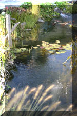 Le jardin aquatique de Scoubidou automne 2005  12 