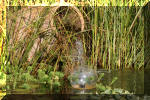 Le jardin aquatique de Scoubidou automne 2005  26 