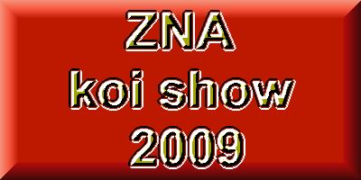 The day beafore the ZNA koi show  1 