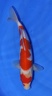 Kohaku 35 cm