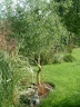 salix tortuosa