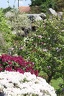 IMG 7749
