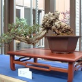 bonsai 0012