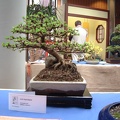 bonsai 0019