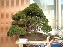 bonsai 0026