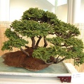 bonsai 0032