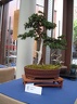 bonsai 0062