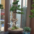 bonsai 0063