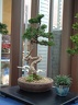 bonsai 0063