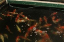 IMG 4483