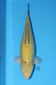 IMG 7684