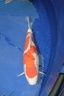 IMG 0784