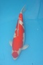Belgium koi meeting 2008 0082