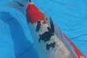 Belgium koi meeting 2008 0746