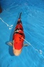 IMG 4686