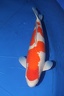 IMG 4461