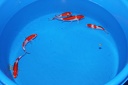 IMG 3741