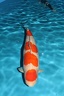 IMG 5698