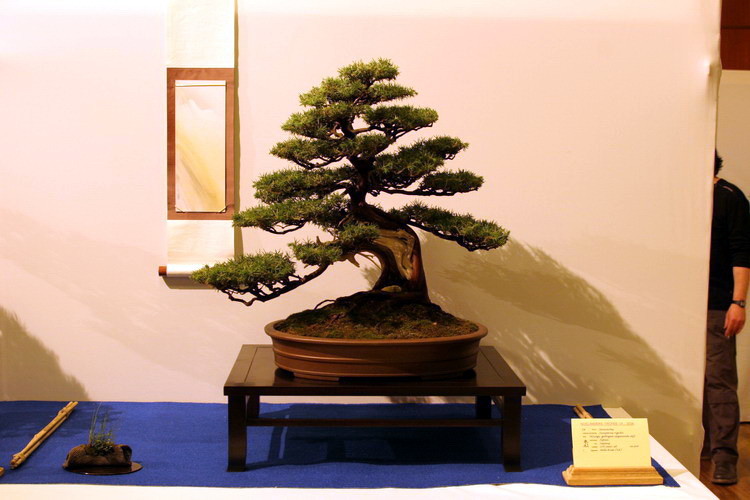 bonsai Acer buergerianum Moyogi